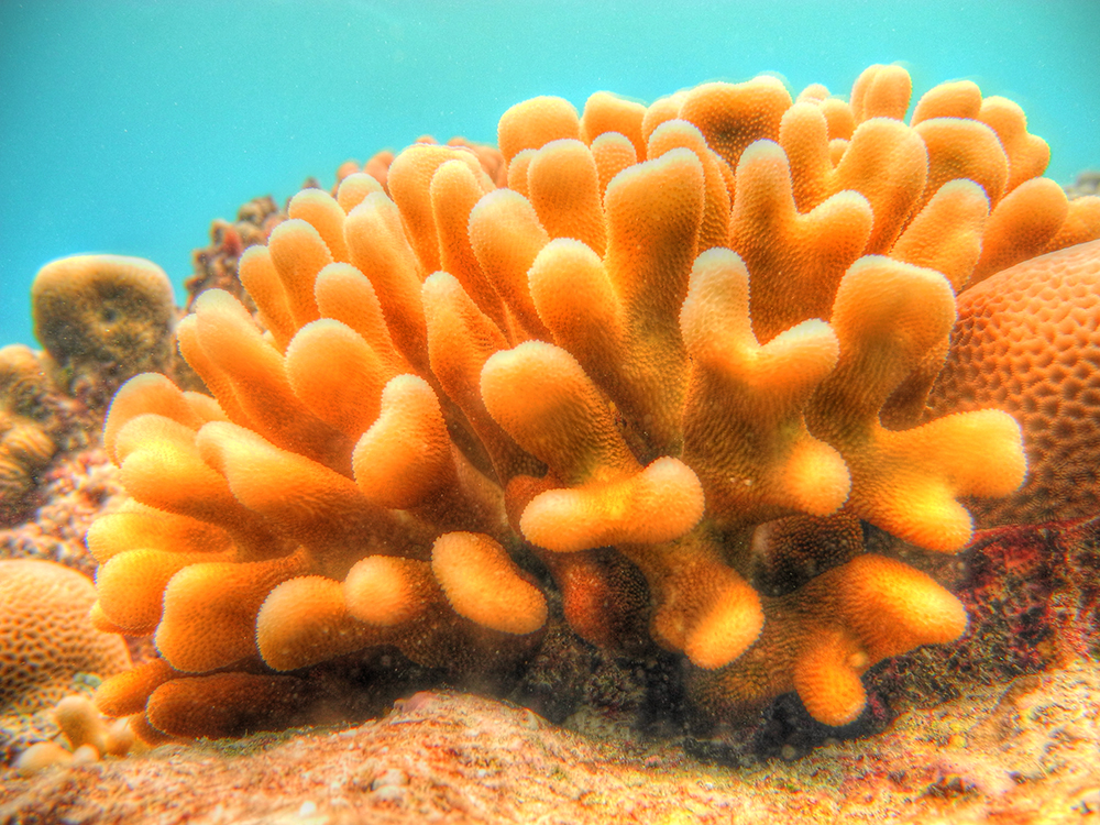 Coral